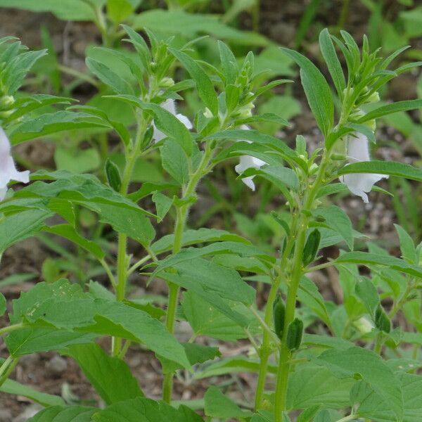 Sesamum indicum Flower