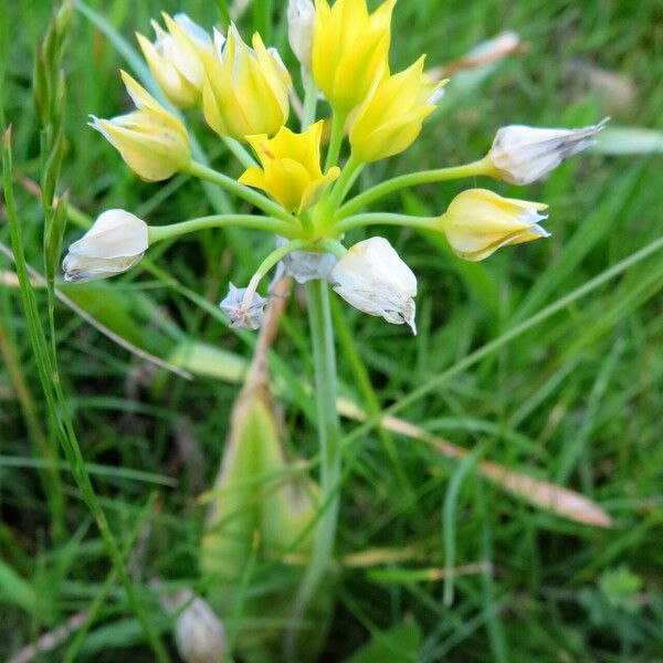 Allium flavum Flor