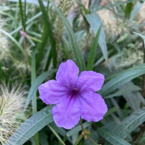 Ruellia simplex Kvet