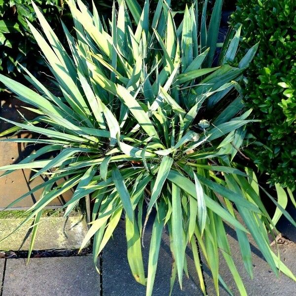 Yucca filamentosa Buveinė