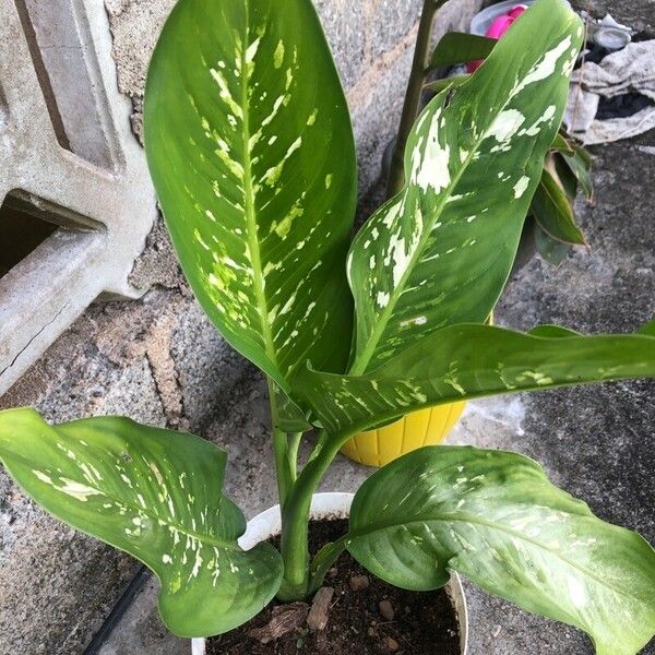 Dieffenbachia seguine Levél