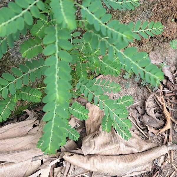 Phyllanthus amarus Hoja