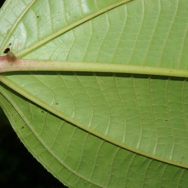 Axinaea costaricensis