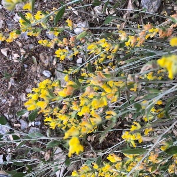 Anthyllis cytisoides Flor