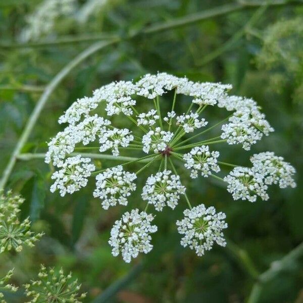 Cicuta maculata 花