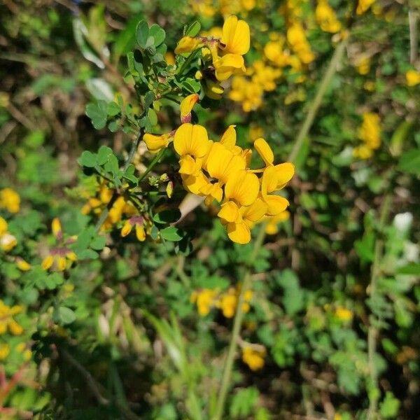 Hippocrepis emerus 花