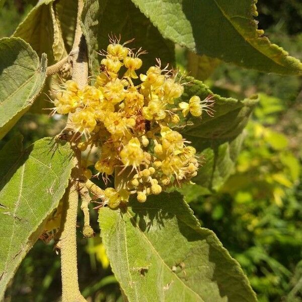 Guazuma ulmifolia Blüte