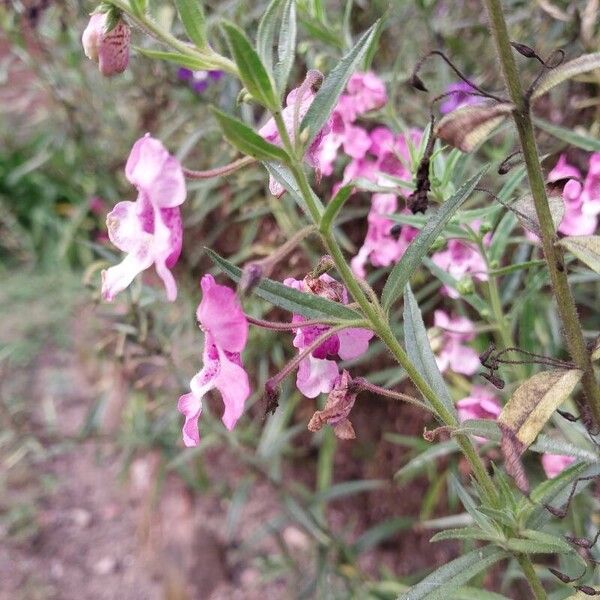 Angelonia biflora Квітка