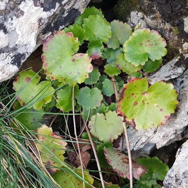 Saxifraga rotundifolia Habitus