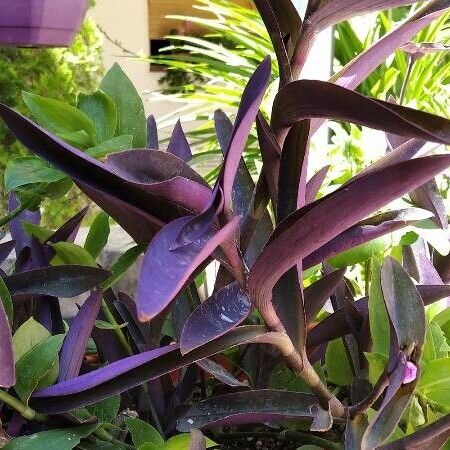 Tradescantia pallida Folha