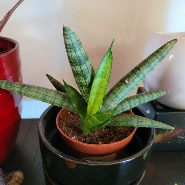 Sansevieria cylindrica Blad