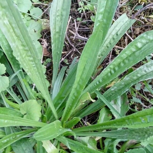 Plantago lanceolata 葉