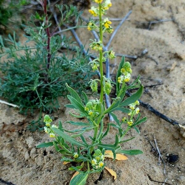 Reseda arabica Other