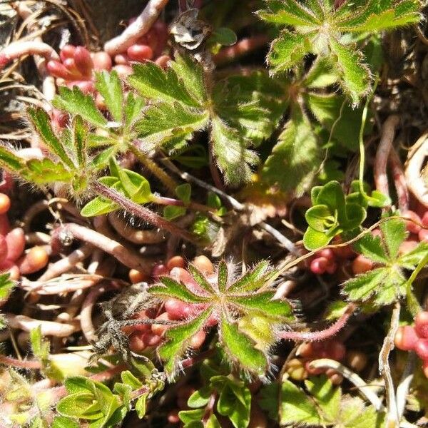 Potentilla heptaphylla Φύλλο