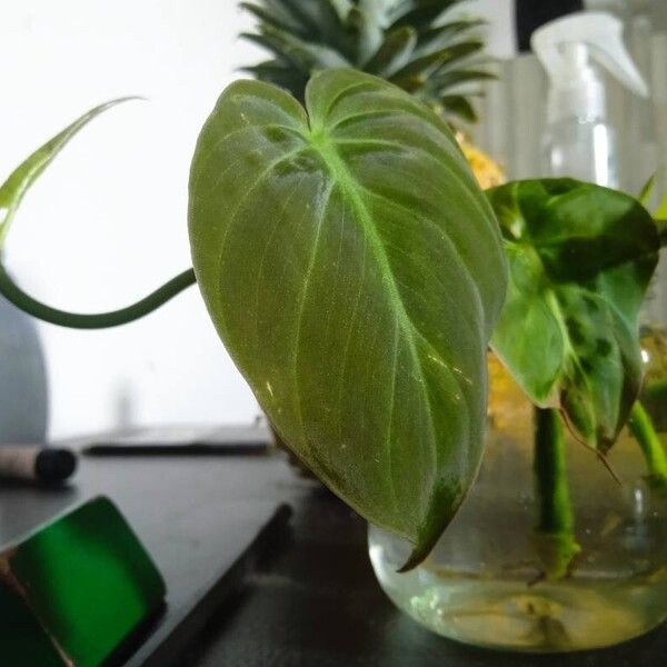 Philodendron melanochrysum Leaf