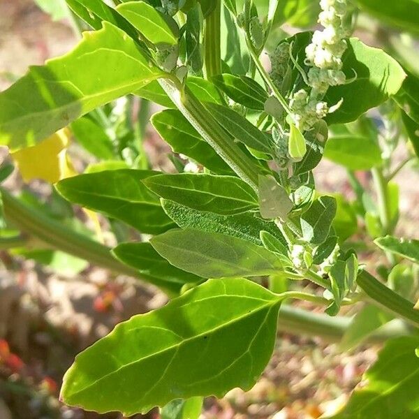 Chenopodium album Blatt