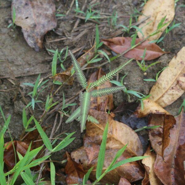 Aeschynomene indica Blatt