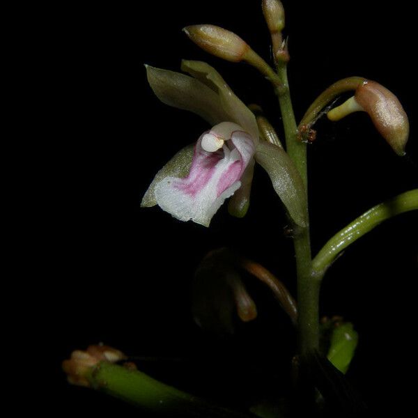 Eulophia maculata Blüte