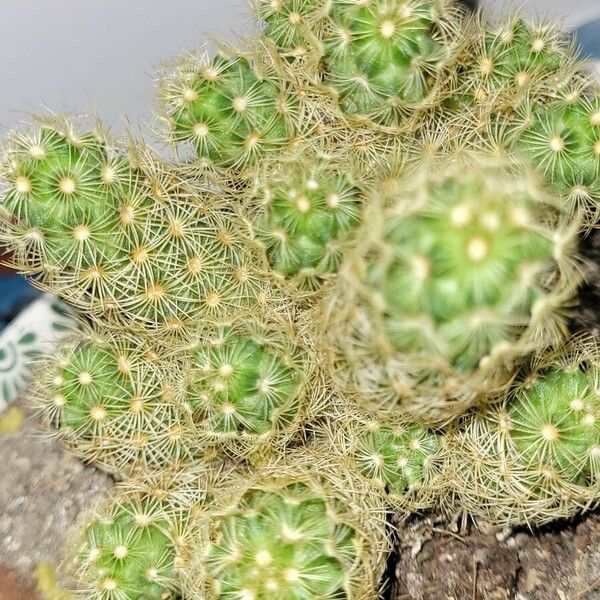 Mammillaria elongata Leaf