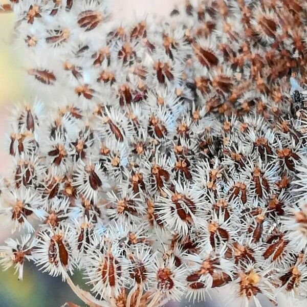 Daucus carota Fruit