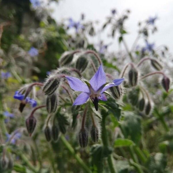 Borago officinalis Flower