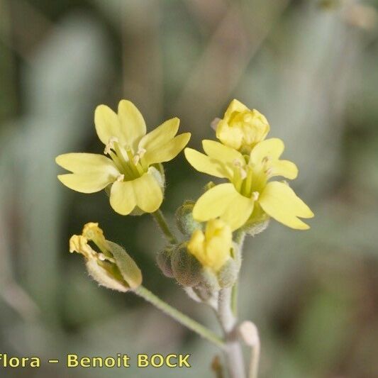 Aurinia sinuata फूल