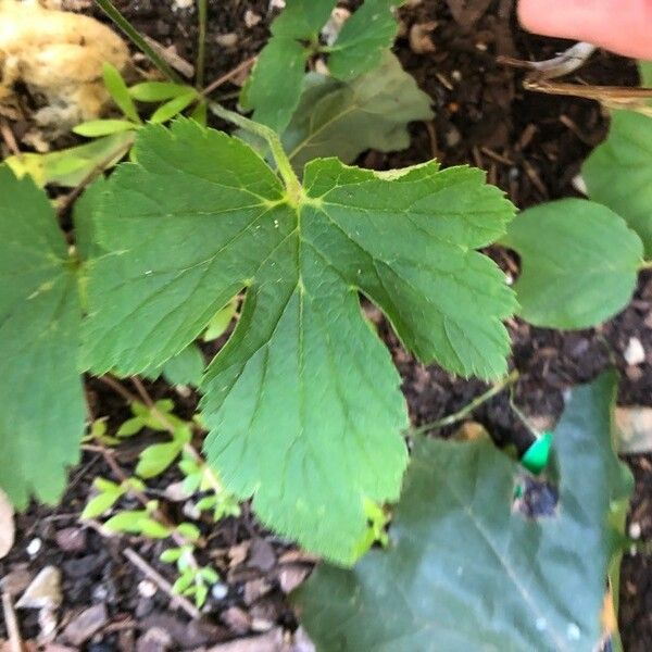 Geranium maculatum Blad