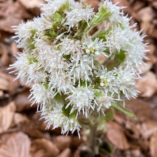 Petasites albus Цвят