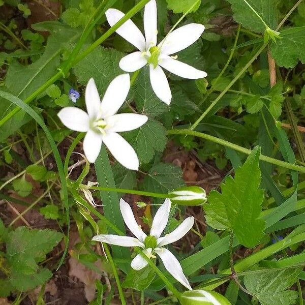 Ornithogalum umbellatum Цветок