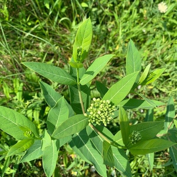 Apocynum cannabinum ᱥᱟᱠᱟᱢ