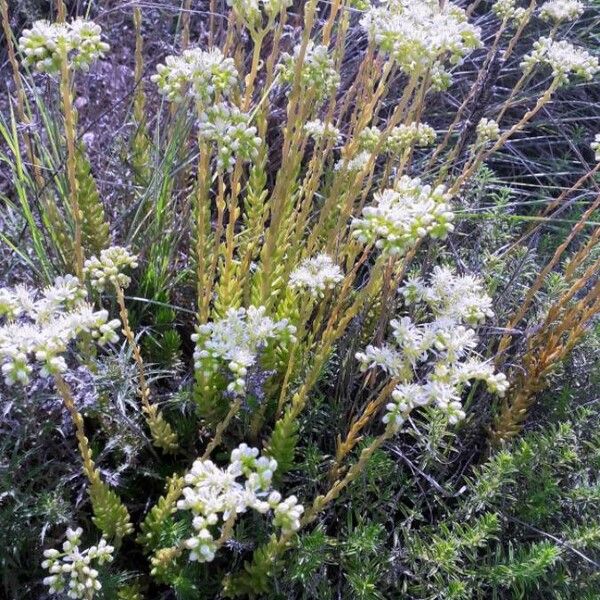 Sedum sediforme Lorea