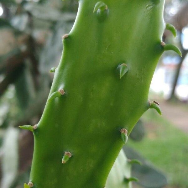 Opuntia cochenillifera Hoja