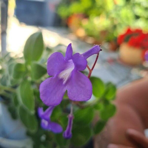 Streptocarpus saxorum Flower