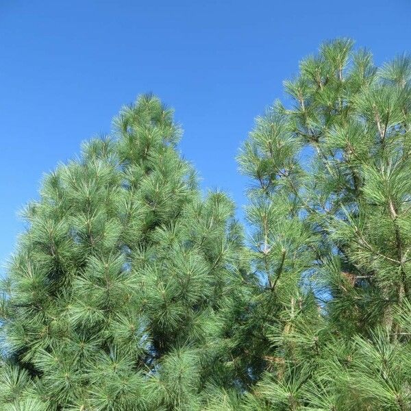 Pinus jeffreyi برگ