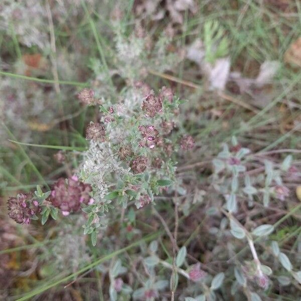 Thymus vulgaris Blatt