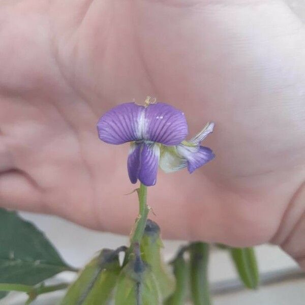 Crotalaria verrucosa Blodyn