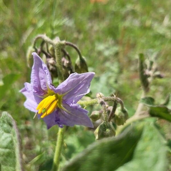 Solanum dimidiatum Flower