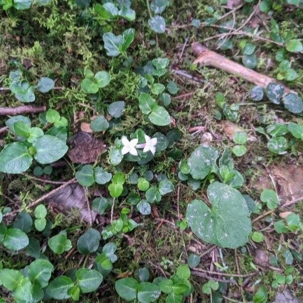 Mitchella repens Vekstform