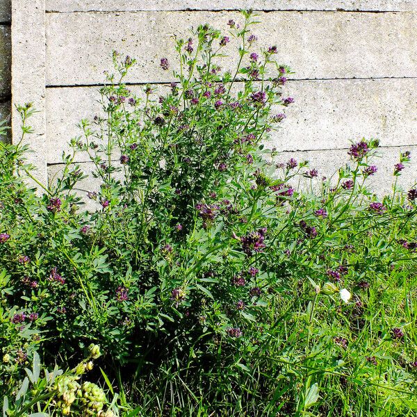 Medicago sativa Habitus