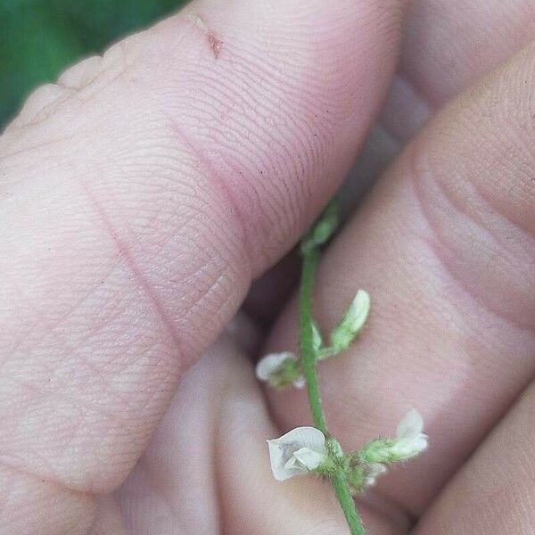 Neonotonia wightii Flower