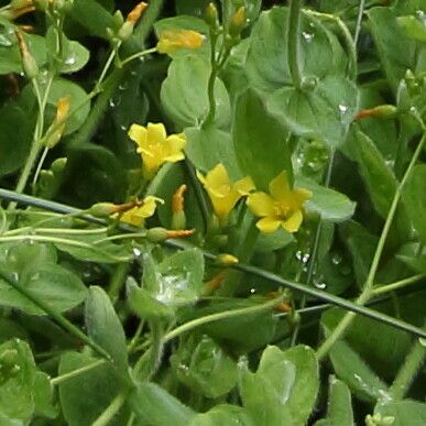 Hypericum elodes Flower