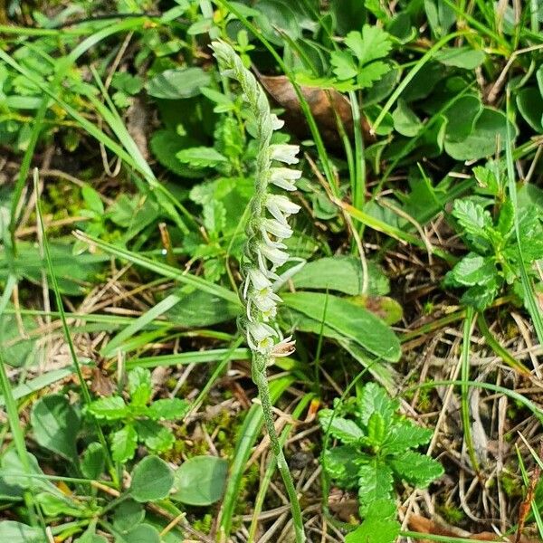 Spiranthes spiralis Çiçek