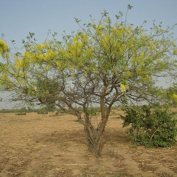 Cassia sieberiana Habitat