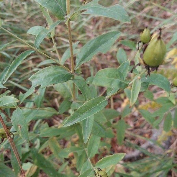 Hypericum ascyron Leaf