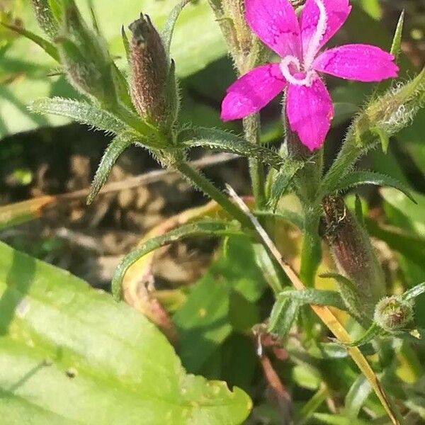 Dianthus armeria Цвят