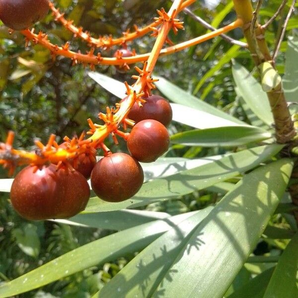 Dracaena mannii Frukto