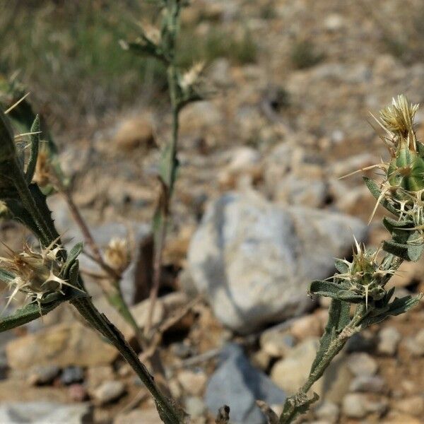 Centaurea melitensis Kvet