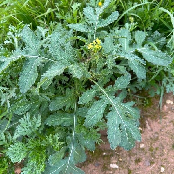 Erucastrum nasturtiifolium Vekstform