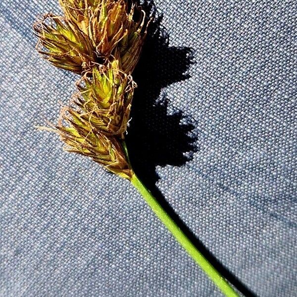 Carex leporina Fruit