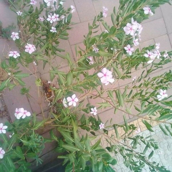 Catharanthus roseus Květ